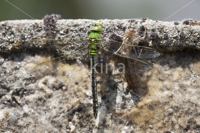 Grote keizerlibel (Anax imperator)