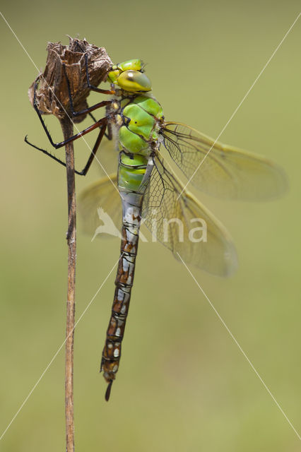 Grote keizerlibel (Anax imperator)