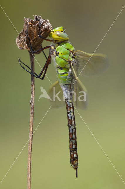 Emperor Dragonfly (Anax imperator)