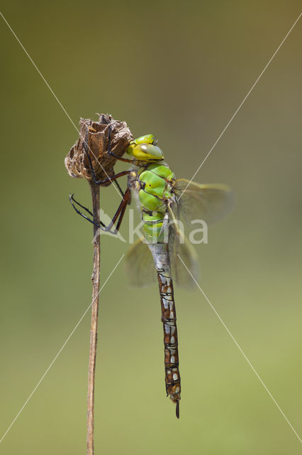 Grote keizerlibel (Anax imperator)