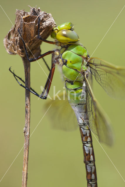 Grote keizerlibel (Anax imperator)