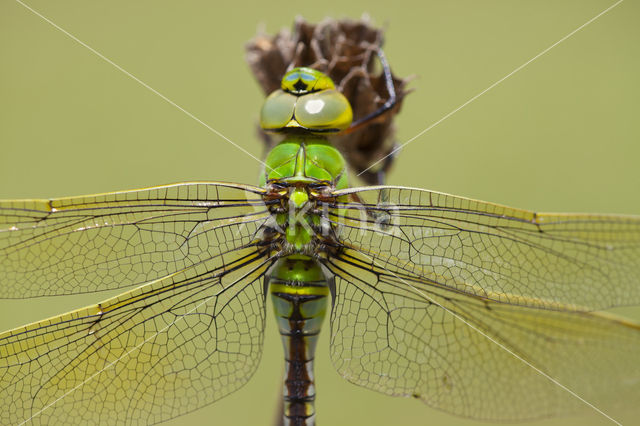 Grote keizerlibel (Anax imperator)