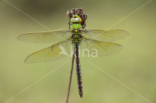 Grote keizerlibel (Anax imperator)