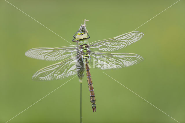 Emperor Dragonfly (Anax imperator)