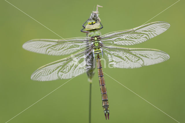 Grote keizerlibel (Anax imperator)