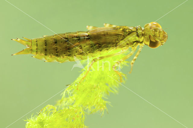 Grote keizerlibel (Anax imperator)