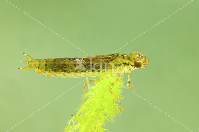 Grote keizerlibel (Anax imperator)