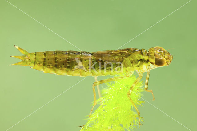 Grote keizerlibel (Anax imperator)