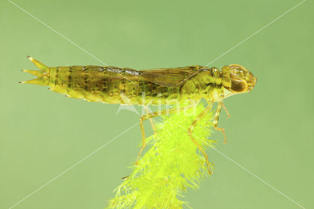 Grote keizerlibel (Anax imperator)