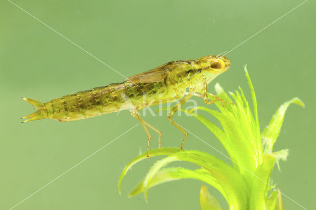 Grote keizerlibel (Anax imperator)