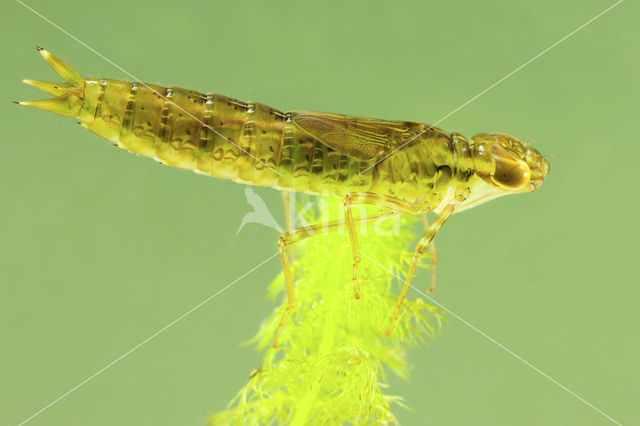 Emperor Dragonfly (Anax imperator)