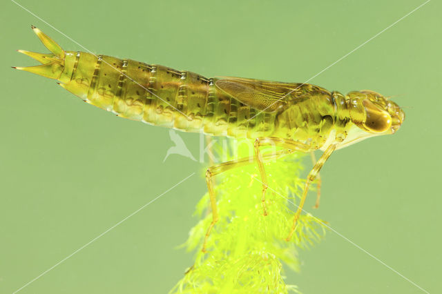 Emperor Dragonfly (Anax imperator)