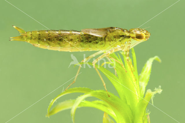 Grote keizerlibel (Anax imperator)