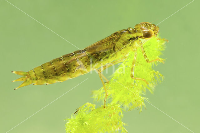 Grote keizerlibel (Anax imperator)