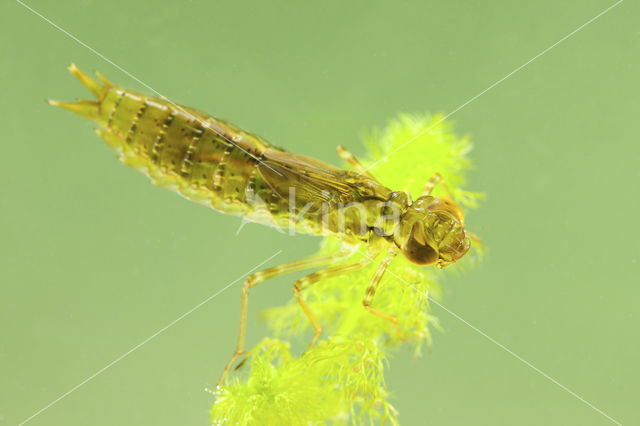 Grote keizerlibel (Anax imperator)