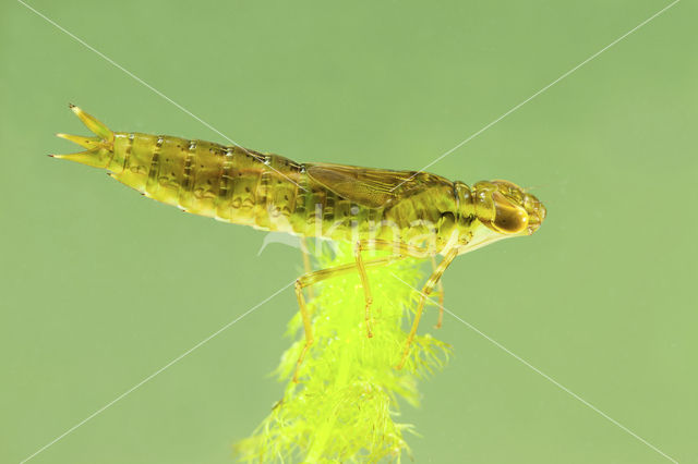 Emperor Dragonfly (Anax imperator)