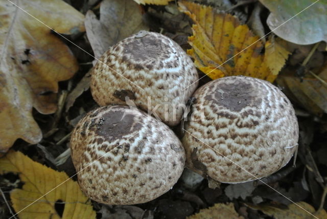 Grote parasolzwam (Macrolepiota procera)