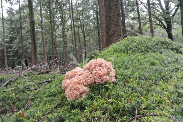 Grote sponszwam (Sparassis crispa)