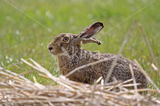 Brown Hare (Lepus europaeus)