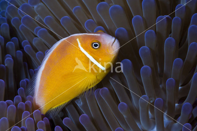 Pink anemonefish (Amphiprion perideraion)