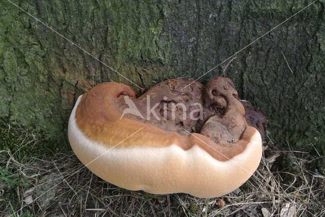 Ganoderma resinaceum