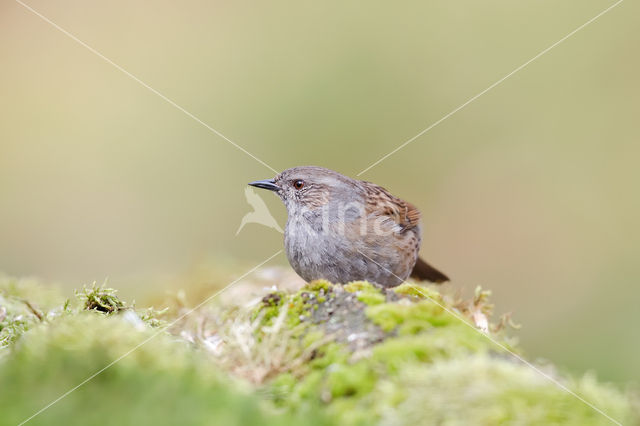 Dunnock