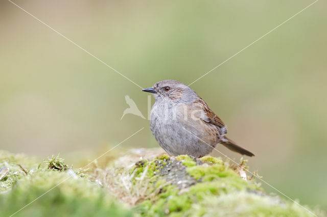 Heggemus (Prunella modularis)