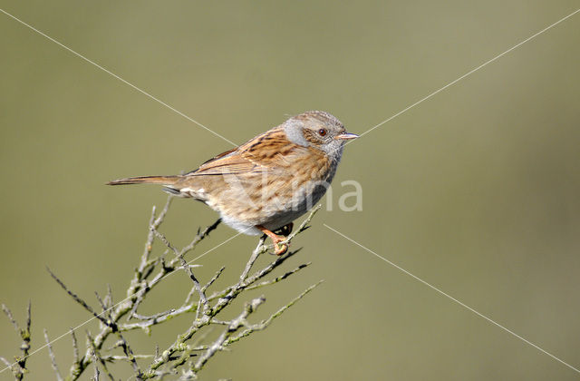 Heggemus (Prunella modularis)