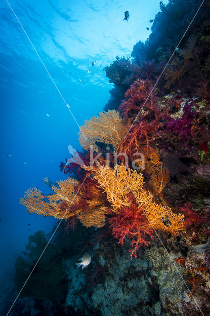 Hemprichs zacht koraal (Dendronephthya hemprichi)