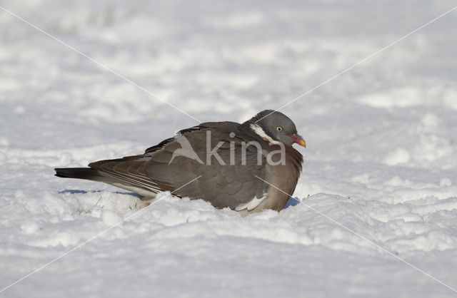 Wood Pigeon