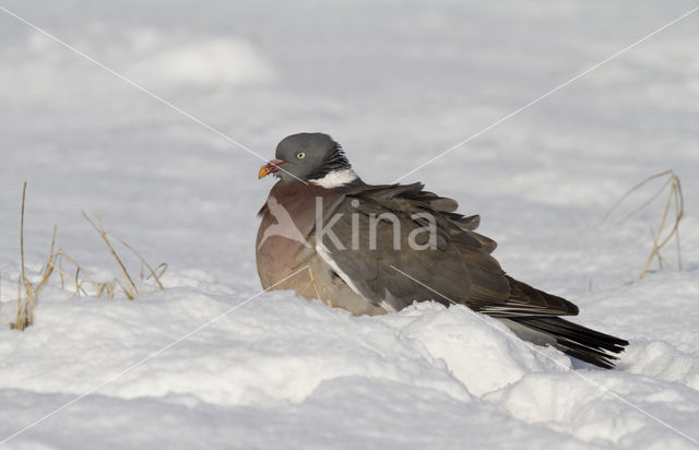 Wood Pigeon