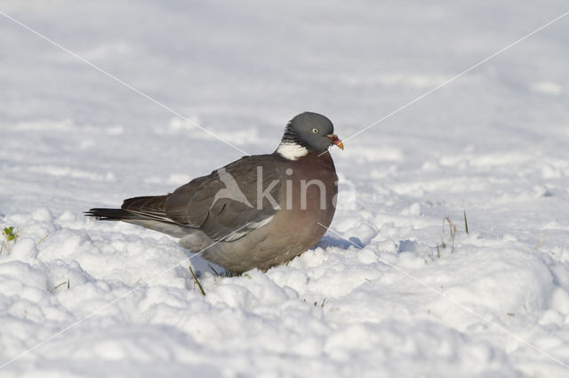 Wood Pigeon