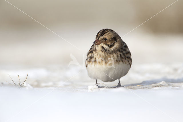 Lapland Bunting (Calcarius lapponicus)