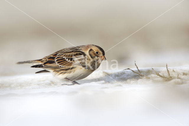 Lapland Bunting (Calcarius lapponicus)