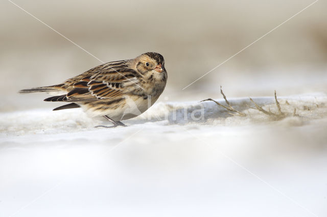 Lapland Bunting (Calcarius lapponicus)