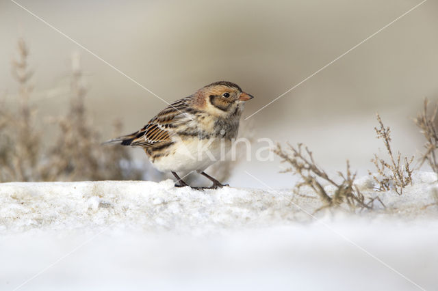 Lapland Bunting (Calcarius lapponicus)