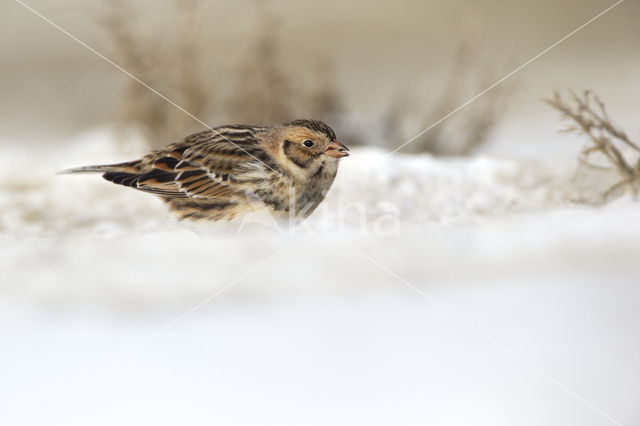 Lapland Bunting (Calcarius lapponicus)