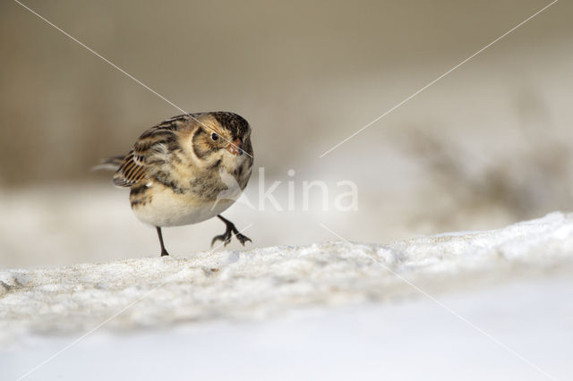 IJsgors (Calcarius lapponicus)