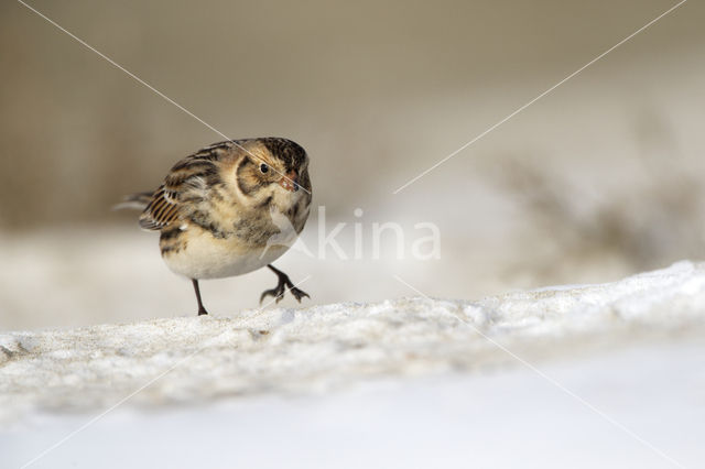 Lapland Bunting (Calcarius lapponicus)