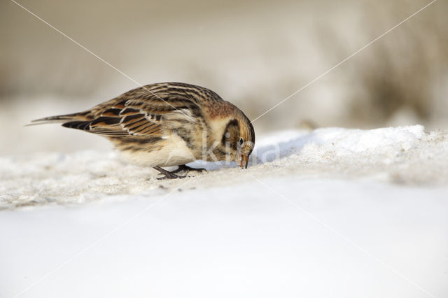 Lapland Bunting (Calcarius lapponicus)