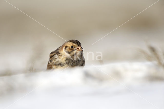 Lapland Bunting (Calcarius lapponicus)