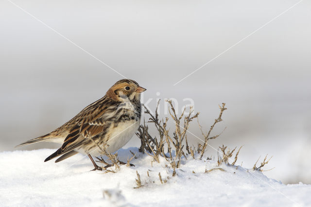 Lapland Bunting (Calcarius lapponicus)