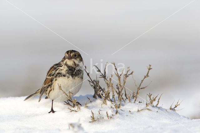 Lapland Bunting (Calcarius lapponicus)