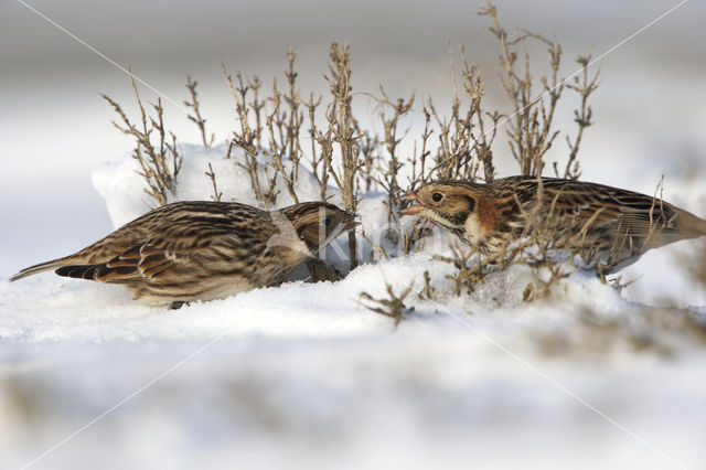 Lapland Bunting (Calcarius lapponicus)