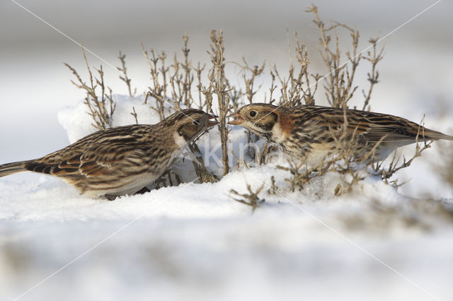 Lapland Bunting (Calcarius lapponicus)