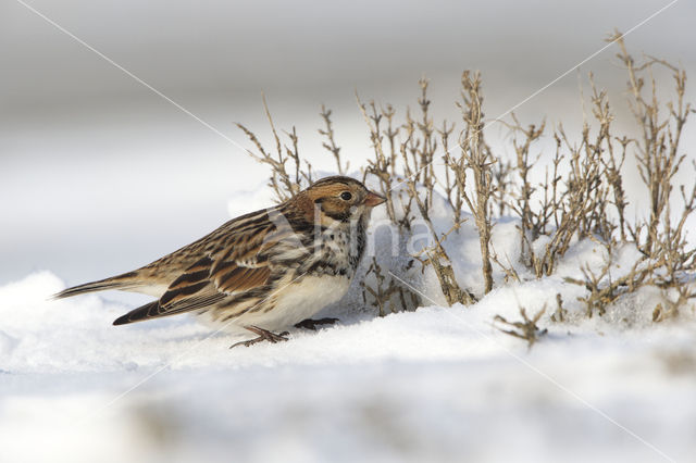 Lapland Bunting (Calcarius lapponicus)