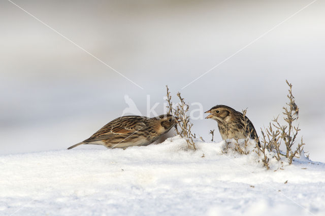 Lapland Bunting (Calcarius lapponicus)