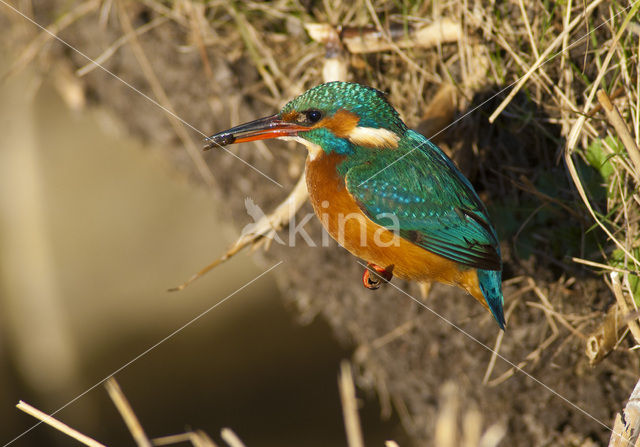 IJsvogel (Alcedo atthis)