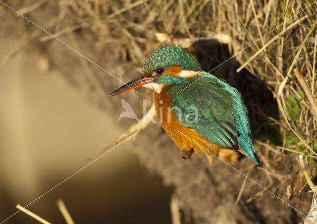 Kingfisher (Alcedo atthis)