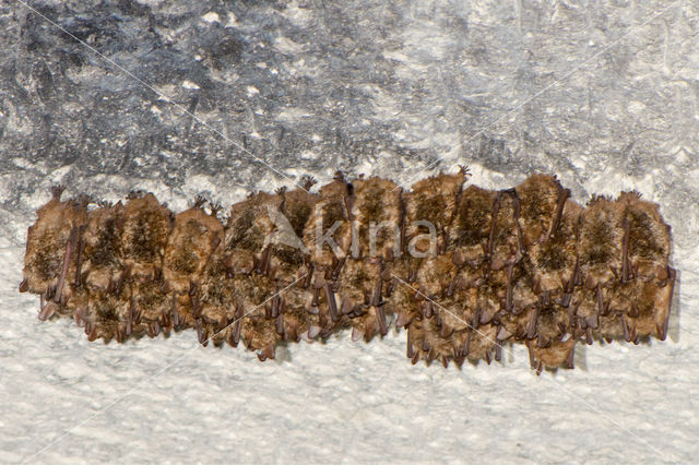 Geoffroy's Bat (Myotis emarginatus)